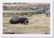 07IntoNgorongoro - 073 * Hippopotamus.